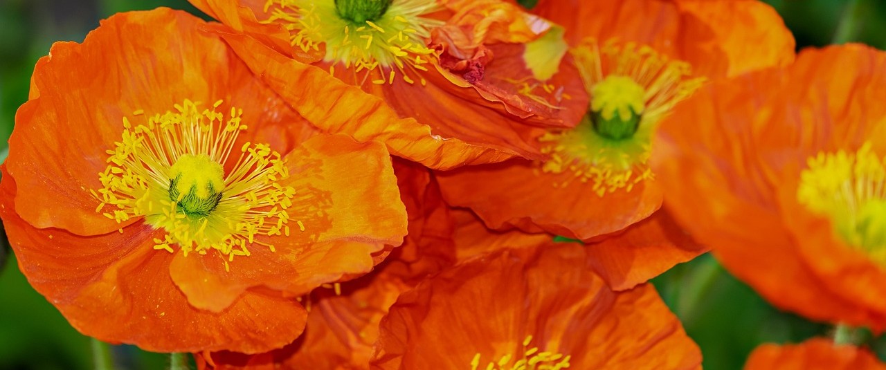 Poppies Background